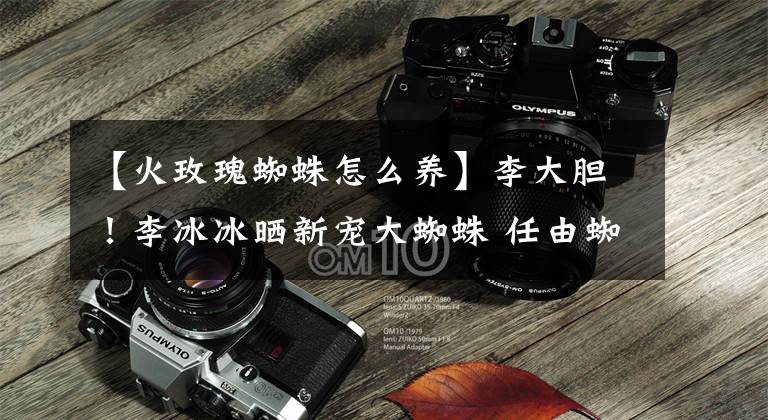 【火玫瑰蜘蛛怎么养】李大胆!李冰冰晒新宠大蜘蛛 任由蜘蛛在身上爬行拉丝