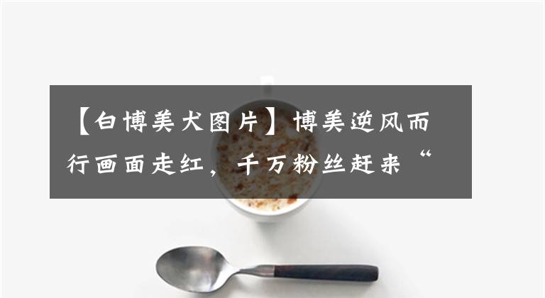 【白博美犬图片】博美逆风而行画面走红，千万粉丝赶来“云吸”，狗狗：就是费头发