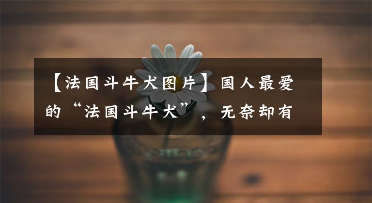 【法国斗牛犬图片】国人最爱的“法国斗牛犬”，无奈却有“6大缺点”