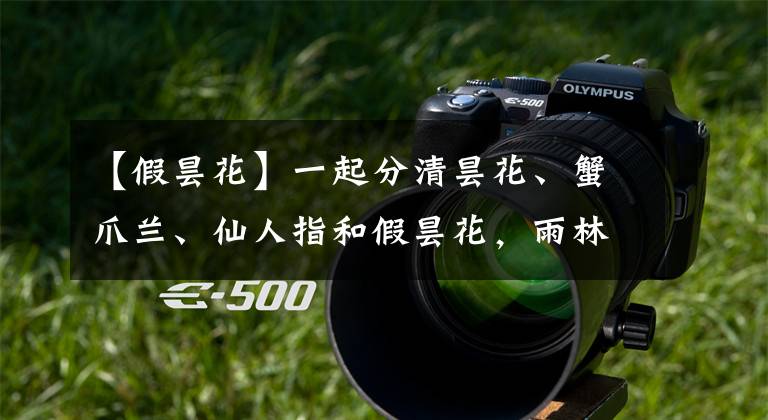 【假昙花】一起分清昙花、蟹爪兰、仙人指和假昙花，雨林仙人掌如何养好？