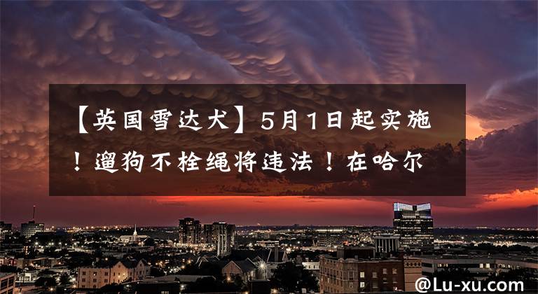 【英国雪达犬】5月1日起实施！遛狗不栓绳将违法！在哈尔滨养狗还得注意这些