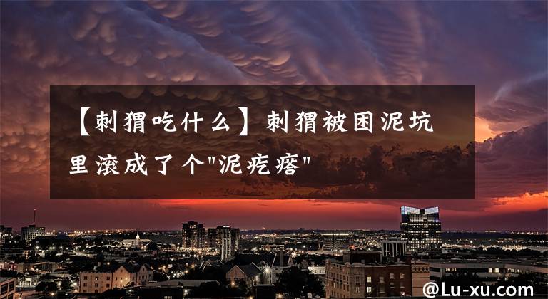 【刺猬吃什么】刺猬被困泥坑里滚成了个"泥疙瘩",最绝望的时候,幸好遇见他们
