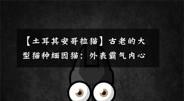 【土耳其安哥拉猫】古老的大型猫种缅因猫：外表霸气内心温柔，智商堪称“猫中之最”