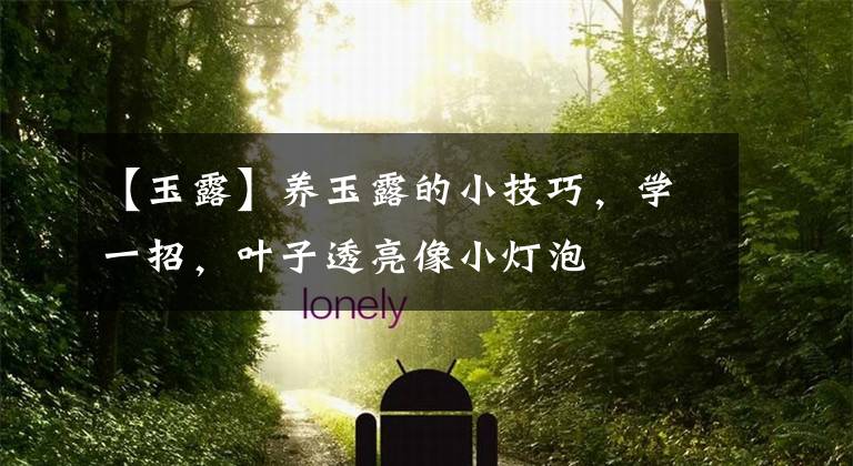 【玉露】养玉露的小技巧,学一招,叶子透亮像小灯泡