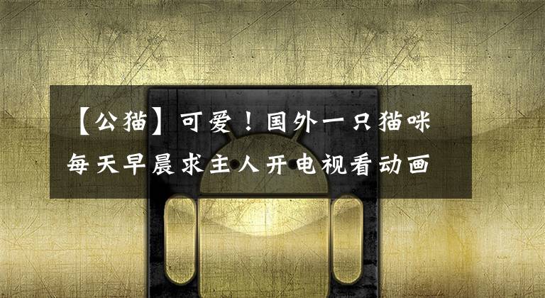 【公猫】可爱!国外一只猫咪每天早晨求主人开电视看动画片