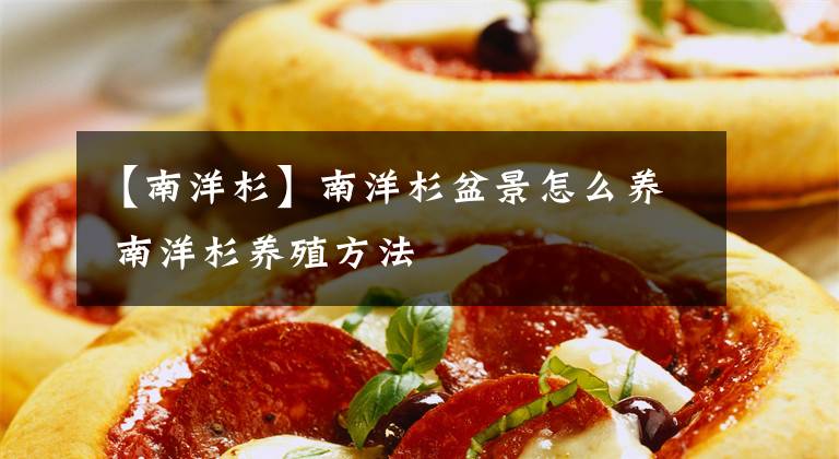 【南洋杉】南洋杉盆景怎么养 南洋杉养殖方法