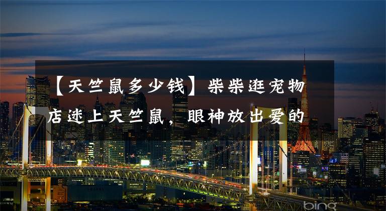 【天竺鼠多少钱】柴柴逛宠物店迷上天竺鼠，眼神放出爱的光波：好想养哦