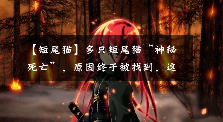 【短尾猫】多只短尾猫“神秘死亡”,原因终于被找到,这个小岛成了“毒岛”