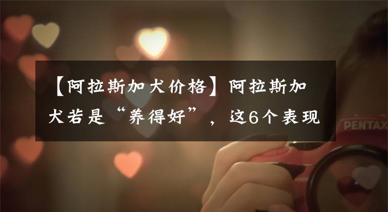 【阿拉斯加犬价格】阿拉斯加犬若是“养得好”,这6个表现会很明显