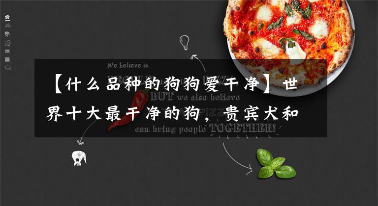 【什么品种的狗狗爱干净】世界十大最干净的狗,贵宾犬和松狮犬都榜上有名,你养的是哪个?