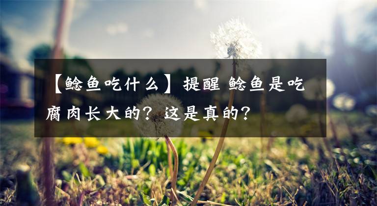 【鲶鱼吃什么】提醒 鲶鱼是吃腐肉长大的?这是真的?