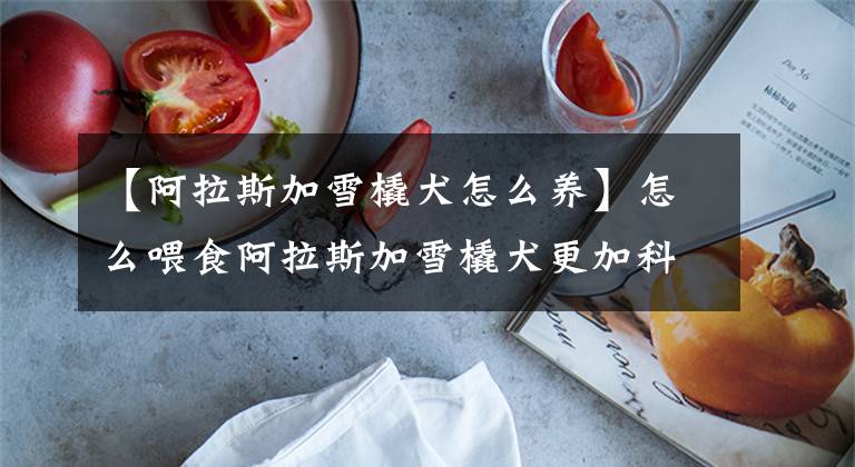 【阿拉斯加雪橇犬怎么养】怎么喂食阿拉斯加雪橇犬更加科学