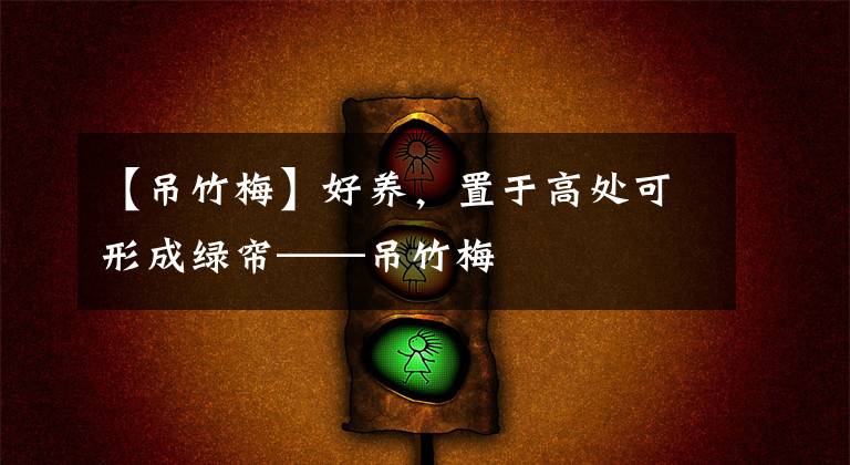 【吊竹梅】好养，置于高处可形成绿帘——吊竹梅