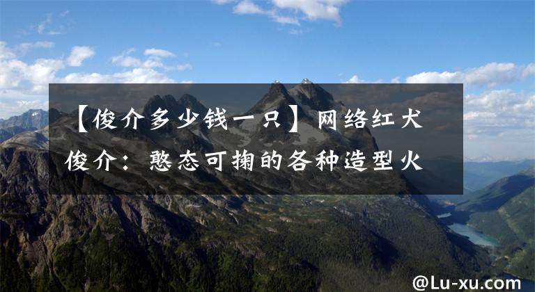 【俊介多少钱一只】网络红犬俊介：憨态可掬的各种造型火速蹿红