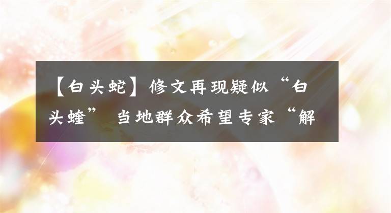 【白头蛇】修文再现疑似“白头蝰” 当地群众希望专家“解惑”