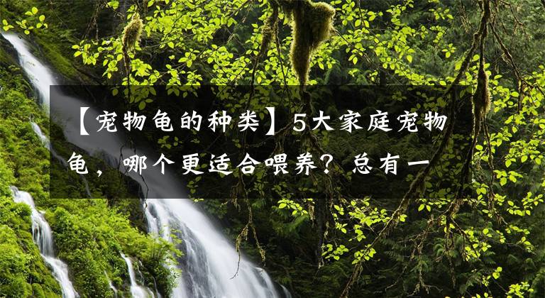 【宠物龟的种类】5大家庭宠物龟，哪个更适合喂养？总有一种适合你！