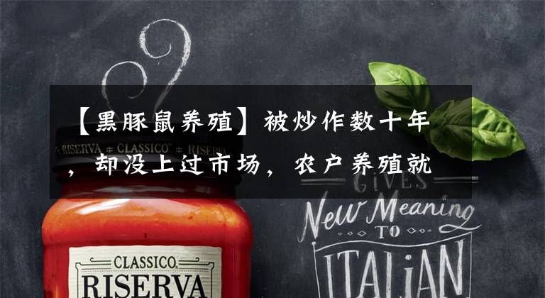 【黑豚鼠养殖】被炒作数十年，却没上过市场，农户养殖就亏钱，炒种苗的还很多