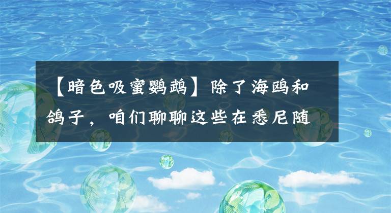 【暗色吸蜜鹦鹉】除了海鸥和鸽子,咱们聊聊这些在悉尼随处可见的鸟儿们