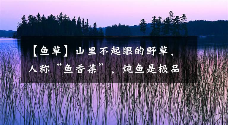 【鱼草】山里不起眼的野草,人称“鱼香菜”,炖鱼是极品,你吃过吗