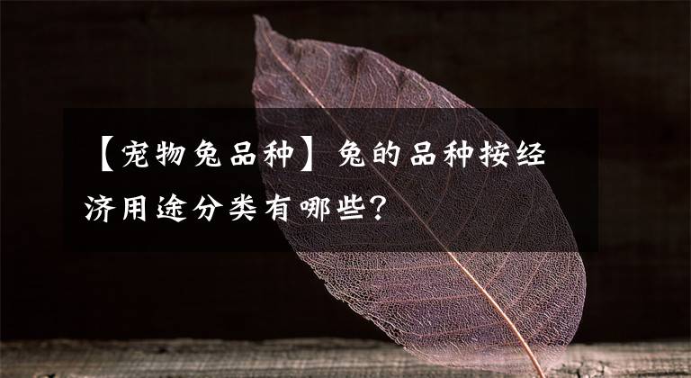 【宠物兔品种】兔的品种按经济用途分类有哪些?