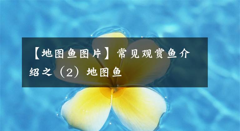【地图鱼图片】常见观赏鱼介绍之（2）地图鱼
