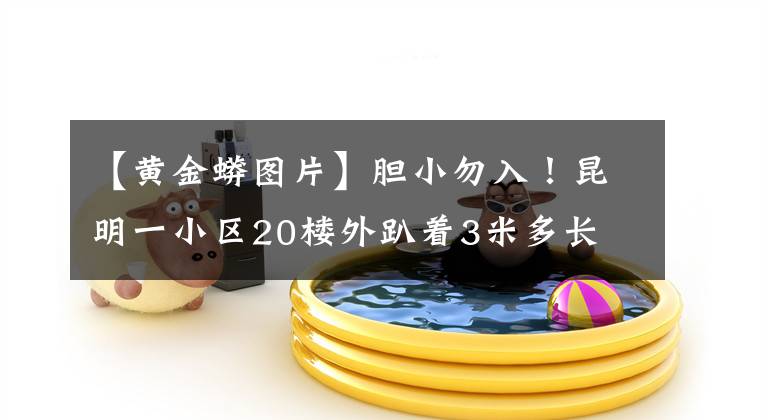 【黄金蟒图片】胆小勿入！昆明一小区20楼外趴着3米多长 15公斤重的黄金蟒
