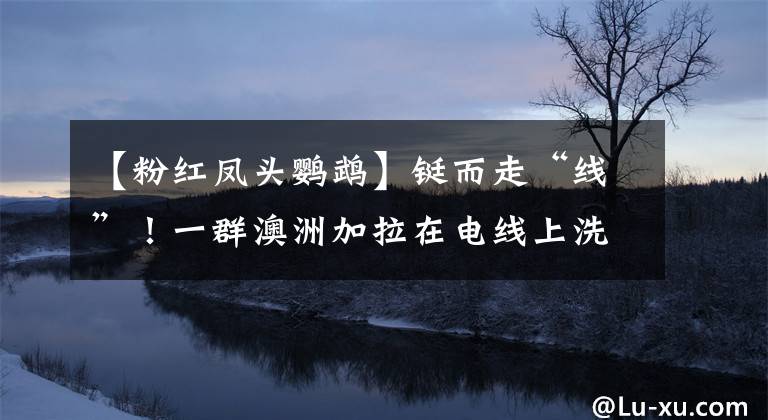 【粉红凤头鹦鹉】铤而走“线”!一群澳洲加拉在电线上洗澡,看着就让人揪心