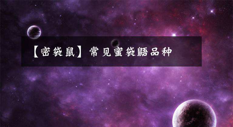 【密袋鼠】常见蜜袋鼯品种