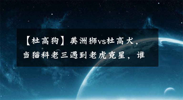 【杜高狗】美洲狮vs杜高犬,当猫科老三遇到老虎克星,谁会笑到最后?