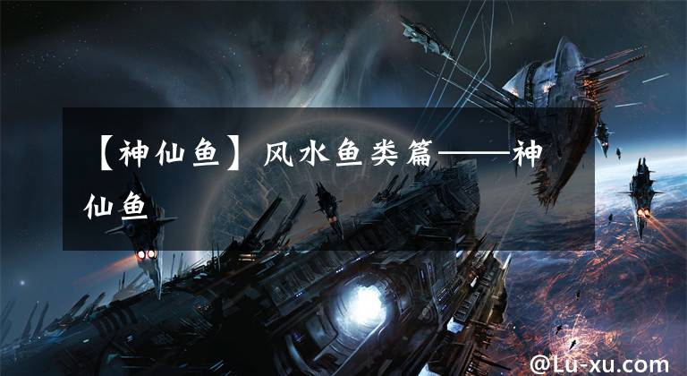 【神仙鱼】风水鱼类篇——神仙鱼