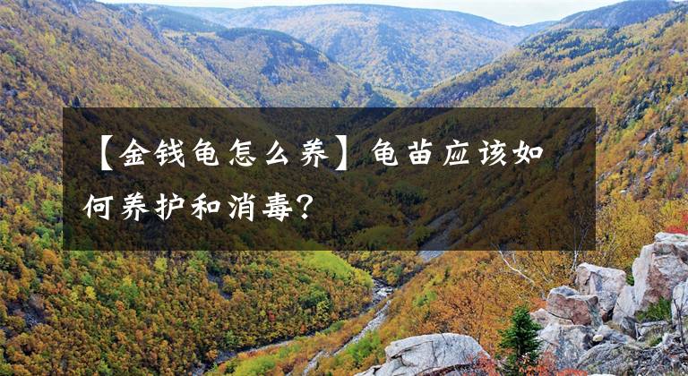 【金钱龟怎么养】龟苗应该如何养护和消毒?