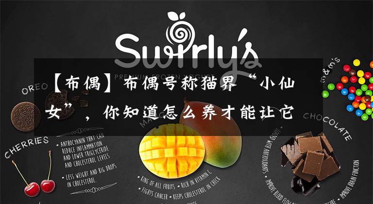 【布偶】布偶号称猫界“小仙女”,你知道怎么养才能让它变的更好看吗?