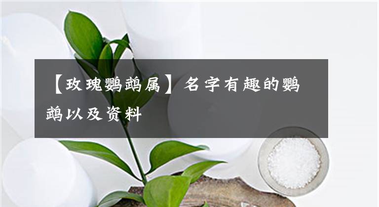 【玫瑰鹦鹉属】名字有趣的鹦鹉以及资料