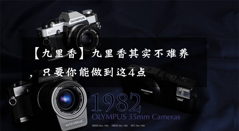 【九里香】九里香其实不难养，只要你能做到这4点