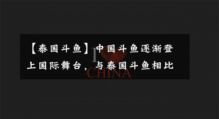 【泰国斗鱼】中国斗鱼逐渐登上国际舞台,与泰国斗鱼相比,它们有何优势?