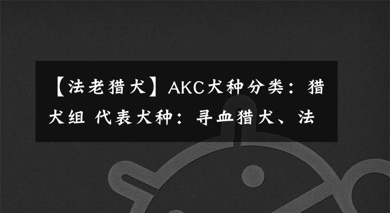 【法老猎犬】AKC犬种分类：猎犬组 代表犬种：寻血猎犬、法老王猎犬