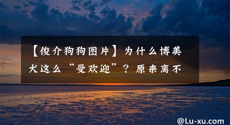 【俊介狗狗图片】为什么博美犬这么“受欢迎”？原来离不开这几个理由