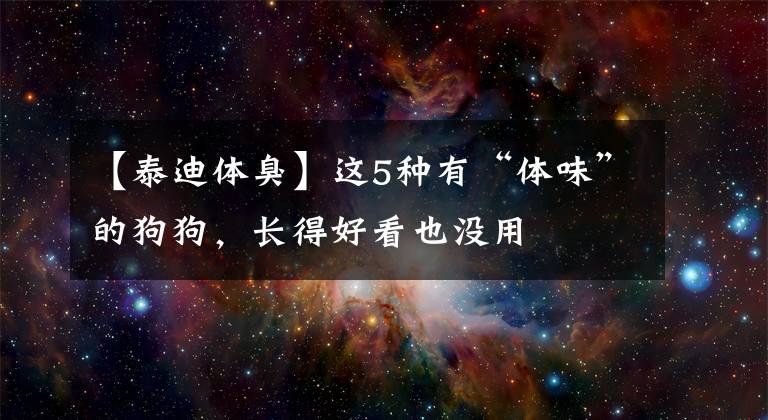 【泰迪体臭】这5种有“体味”的狗狗，长得好看也没用