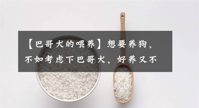 【巴哥犬的喂养】想要养狗，不如考虑下巴哥犬，好养又不贵