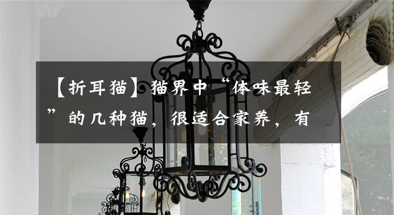 【折耳猫】猫界中“体味最轻”的几种猫,很适合家养,有你家猫吗?