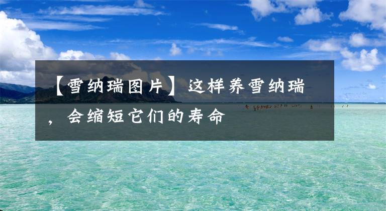 【雪纳瑞图片】这样养雪纳瑞,会缩短它们的寿命