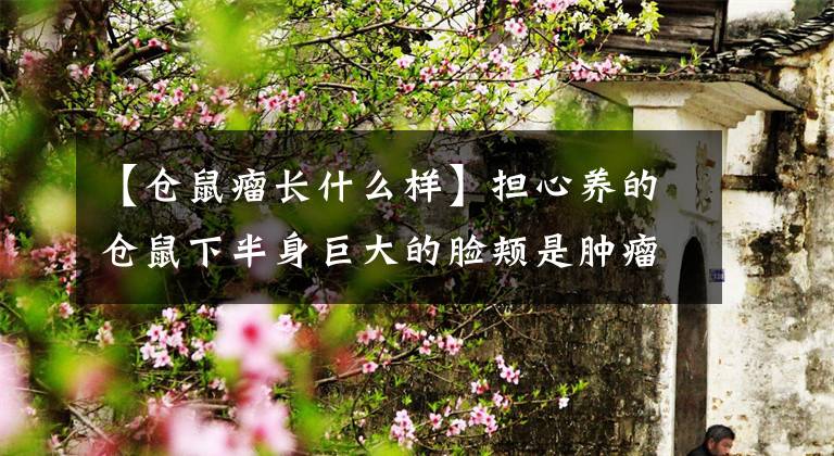 【仓鼠瘤长什么样】担心养的仓鼠下半身巨大的脸颊是肿瘤,据悉原因就是这个原因吗?(莎士比亚、仓鼠、仓鼠、仓鼠、仓鼠、仓鼠)爆笑。