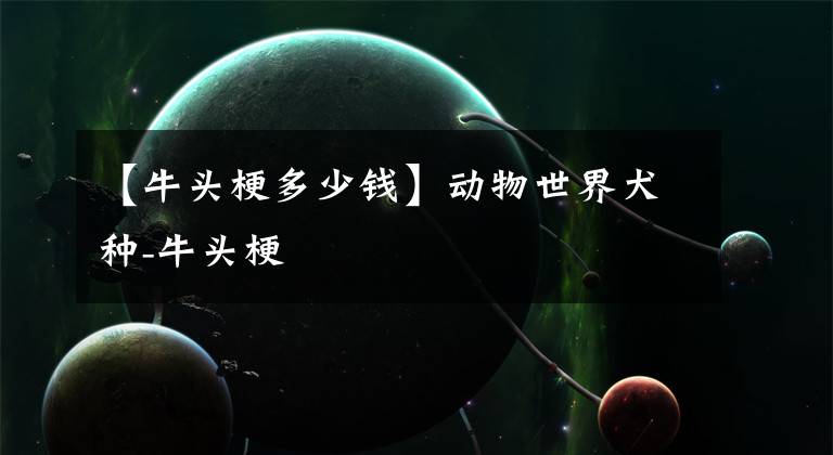 【牛头梗多少钱】动物世界犬种-牛头梗