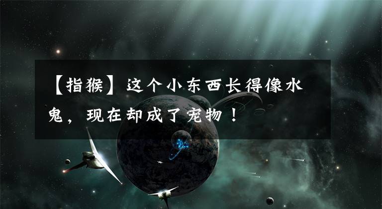 【指猴】这个小东西长得像水鬼，现在却成了宠物！