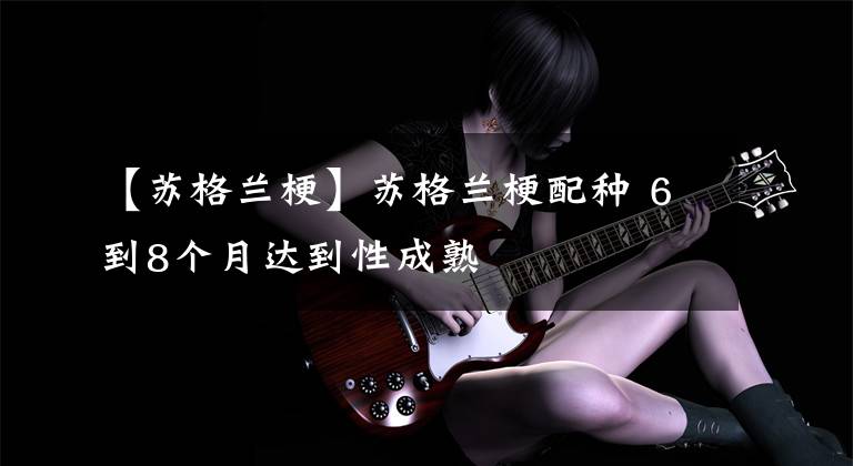 【苏格兰梗】苏格兰梗配种 6到8个月达到性成熟