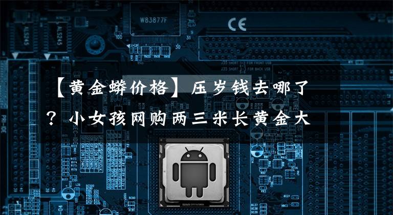 【黄金蟒价格】压岁钱去哪了?小女孩网购两三米长黄金大蟒蛇