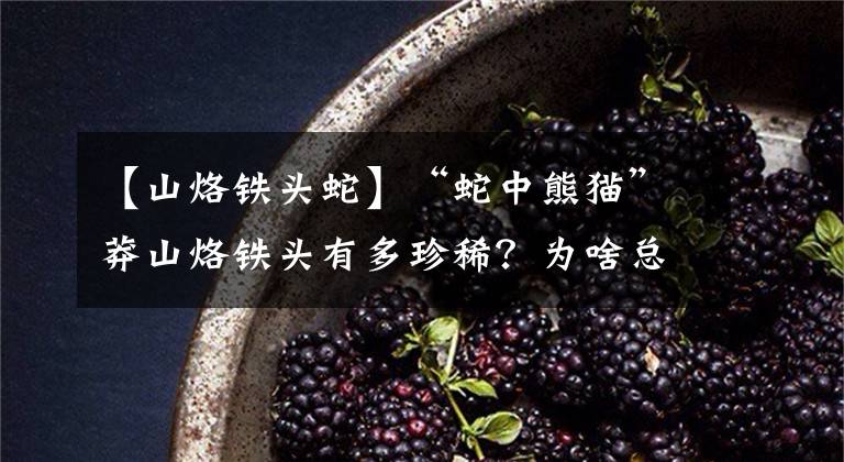 【山烙铁头蛇】“蛇中熊猫”莽山烙铁头有多珍稀？为啥总被外国人惦记？