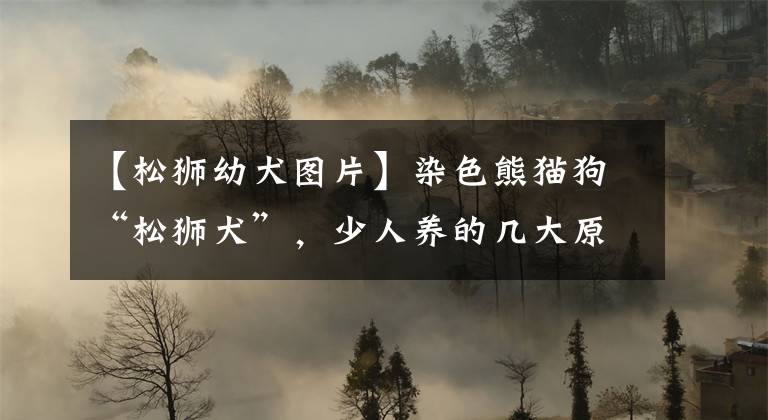 【松狮幼犬图片】染色熊猫狗“松狮犬”，少人养的几大原因