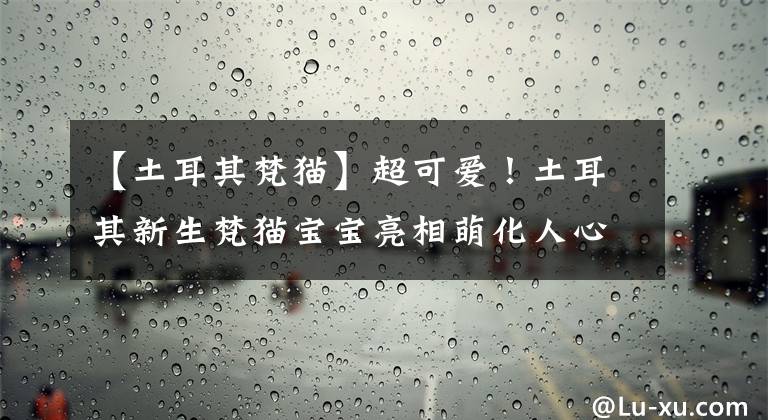 【土耳其梵猫】超可爱!土耳其新生梵猫宝宝亮相萌化人心