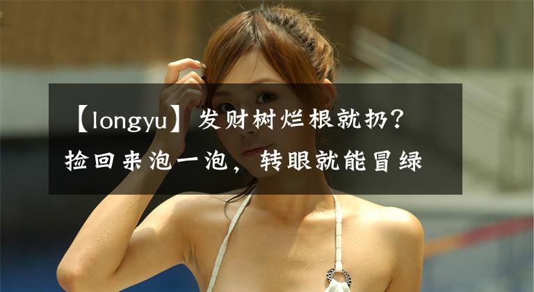 【longyu】发财树烂根就扔?捡回来泡一泡,转眼就能冒绿芽!